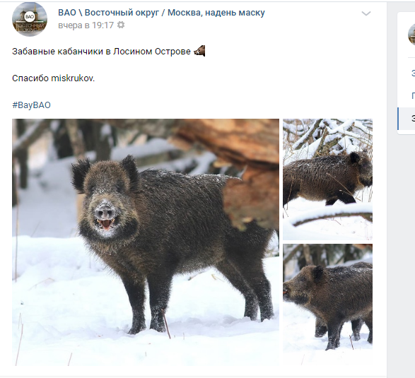 Фото дня: улыбающиеся кабаны в Лосином острове