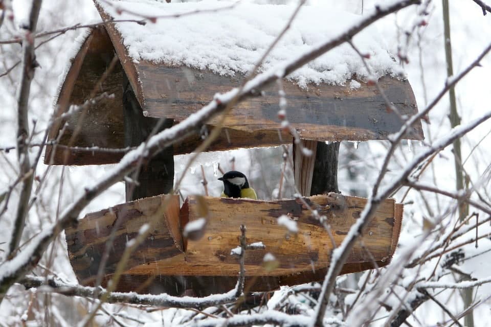 Новые кормушки появились в Лосином острове